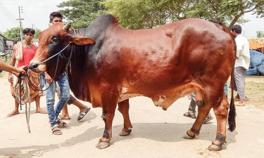 বাংলার মুসলিম সমাজে গরু কোরবানির ইতিহাস ও পরিবর্তন