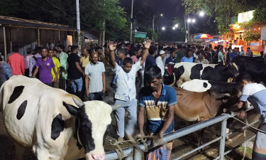 খুলনার বাজারে ৫১ কোটি ৭৭ লাখ টাকার পশু বিক্রি