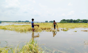 চলনবিলে আগাম বন্যার পানিতে তলিয়ে গেছে কৃষকের ধান
