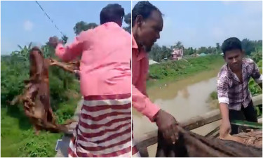 দাম না পাওয়ায় কোরবানির চামড়া নদীতে ফেলে দিচ্ছেন ব্যবসায়ীরা