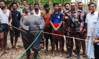 ঈদের দিন ছুটে যায় কোরবানির মহিষ, ভারত থেকে ফেরত আনল বিজিবি