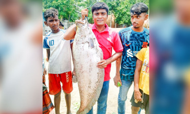 ব্রহ্মপুত্র ন‌দে বড়‌শি‌তে ধরা পড়ল সা‌ড়ে ৯ কে‌জি ওজ‌নের চিতল