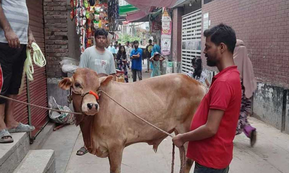 ঈদে কোন বিভাগে কত লাখ পশু কোরবানি করা হয়েছে?