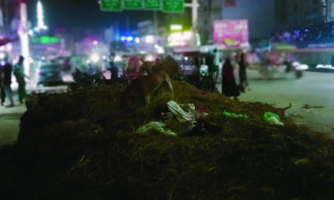 ৭২ ঘণ্টা পার হলেও অপসারণ হয়নি কেরানীগঞ্জে পশুর হাটের বর্জ্য
