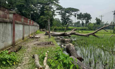ঈদের ছুটিতে বিদ্যালয়ের ৮ গাছ বিক্রি করে দিলেন প্রধান শিক্ষক