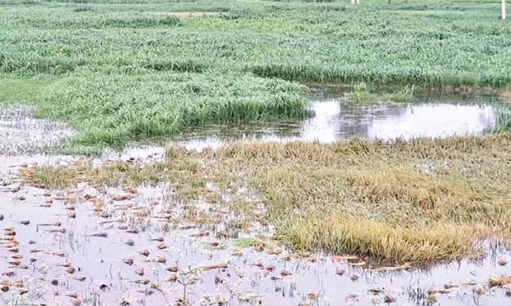 আগাম বন্যায় ডুবছে ধান শ্রমিক সংকটে বিপাকে কৃষক