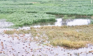 আগাম বন্যায় ডুবছে ধান শ্রমিক সংকটে বিপাকে কৃষক