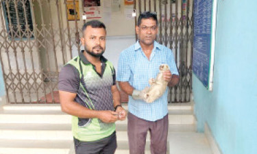 আহত লজ্জাবতী বানর উদ্ধার