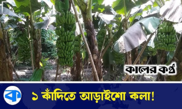 ‘জি-৯’ কলা চাষ করে সফল বাগেরহাটের সিরাজুল