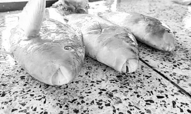 জালে মিলল টিয়া পাখি মাছ