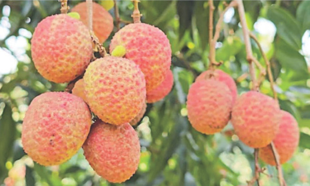 রসালো ফল লিচু