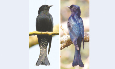 ‘ফিঙেপাপিয়া’ চায় নতুন নাম
