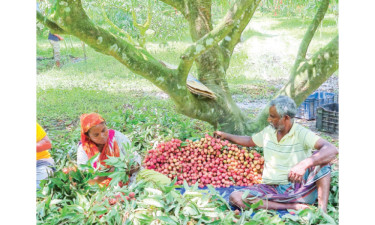 লিচু ঘিরে হাজারো মানুষের জীবন জীবিকার গল্প
