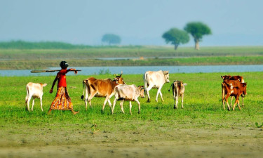 ভারতে চলে যাওয়া ৬ গরু ফেরত আনল বিজিবি