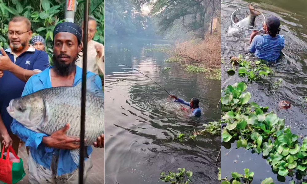 বড়শিতে বিশাল কাতল মাছ ধরা পড়ল ধানমন্ডি লেকে