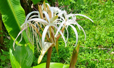 শরণখোলায় দেখা মিলল টাইগার লিলির