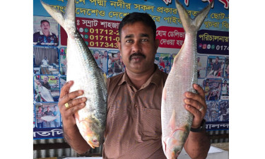 ২ ইলিশের দাম ২০ হাজার টাকা