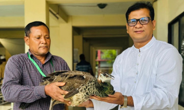 তাড়া করে ধরা ময়ূরটি পাঠানো হবে দিনাজপুর জাতীয় উদ্যানে