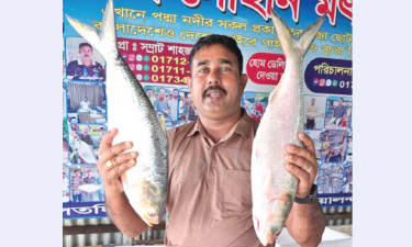 পদ্মার দুই ইলিশের দাম ২০ হাজার টাকা!