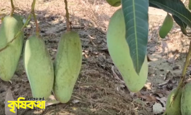 সরকারি চাকরি ছেড়ে নার্সারিতে সফল শাহ আলম