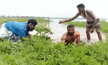 বাদাম চাষে কৃষকের স্বপ্ন ডুবল পদ্মার পানিতে