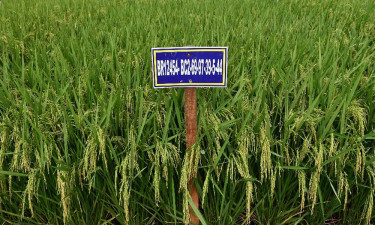 লবণাক্ততা সহনশীল ধানের আরো ৩ জাত অনুমোদন