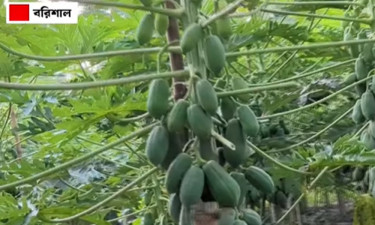 সরকারি চাকরি ছেড়ে নার্সারিতে সফল শাহ আলম
