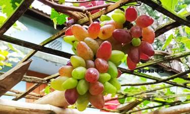 জিল্লুর বাগানে ঝুলছে রংবেরঙের রাশিয়ান আঙুর