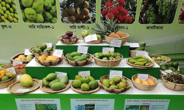 আজ থেকে শুরু হচ্ছে জাতীয় ফল মেলা