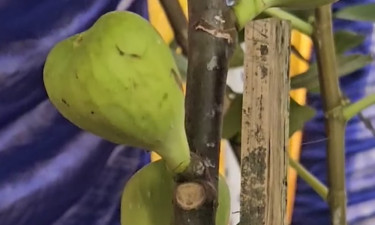 ঠাকুরগাঁওয়ে 'তীন' ফল দেখতে জনতার ভিড়