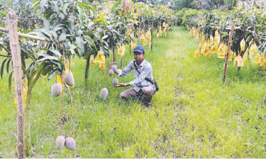 পলাশের বাগানে বহু রঙের আম