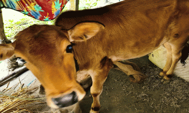 বেতাগীতে ল্যাম্পিংস্কিন রোগে আক্রান্ত গবাদি পশু, আতঙ্কে খামারিরা