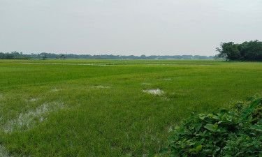 পানি নিষ্কাশন বন্ধ, ৭০০ বিঘা জমিতে ফসল উৎপাদন নিয়ে শঙ্কা