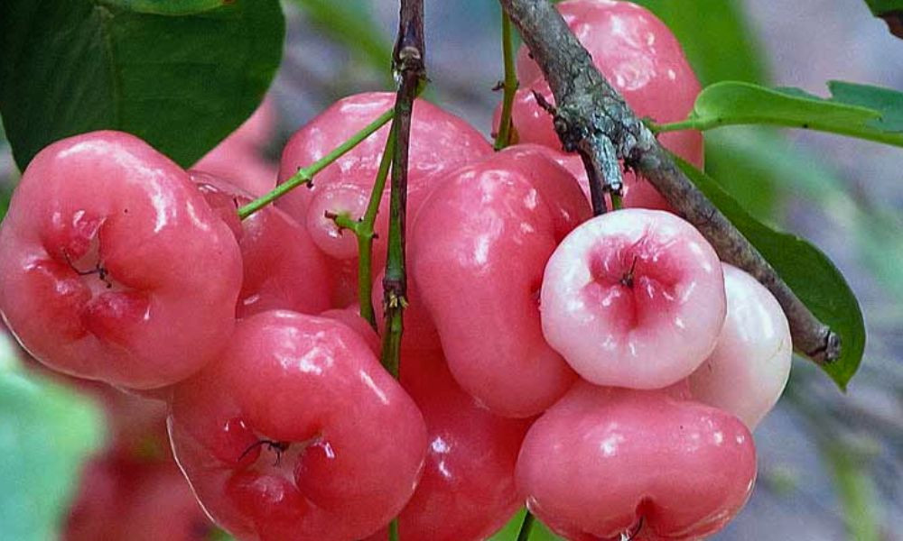 ডায়াবেটিস নিয়ন্ত্রণে কতটা উপকারী ওয়াটার অ্যাপল?