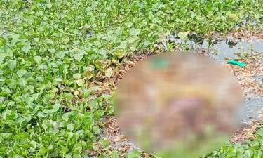 ঠাকুরগাঁওয়ে নিখোঁজ বৃদ্ধার অর্ধগলিত মরদেহ উদ্ধার