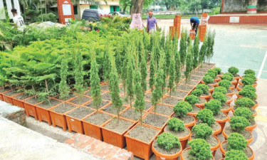 উপজেলা পরিষদে সবুজের সমাহার