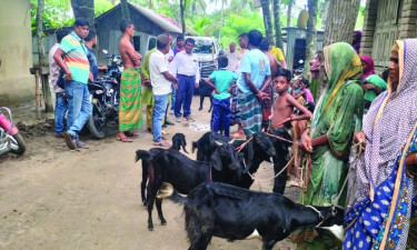 ভ্যাকসিন দেওয়ার পর চার ছাগলের মৃত্যু, অসুস্থ ৪ শতাধিক