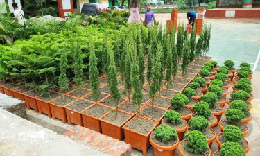 রূপগঞ্জ উপজেলা পরিষদে সবুজের সমারোহ