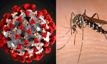 খুলনায় বাড়ছে করোনা ও ডেঙ্গু, রয়েছে কীট সংকট
