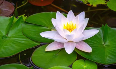 দলীয় প্রতীক শাপলা, পেছনে প্রশ্রয়?