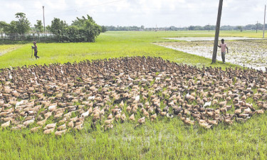 হাঁস চরাতে ৪০০ কিমি পাড়ি