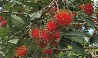 বিদেশি রাম্বুটান ফল পাহাড়ের নতুন সম্ভাবনা