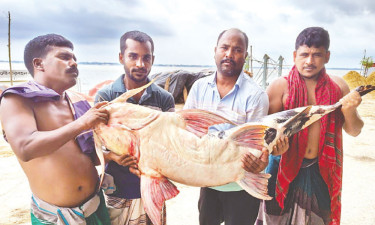 জেলের জালে ধরা পড়েছে ৩৭ কেজি ওজনের বাঘাইড় মাছ