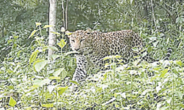 পার্বত্য চট্টগ্রামের বনে দেখা মিলেছে চিতাবাঘের