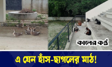 স্টেডিয়াম জুড়ে কেবল হাঁস-ছাগলের রাজত্ব