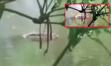 খড়িঘর থেকে পুকুরে পড়ল 'কুমির', এলাকায় তোলপাড়