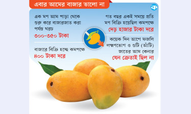 এবার লোকসানে  হতাশ রাজশাহীর  আম চাষিরা