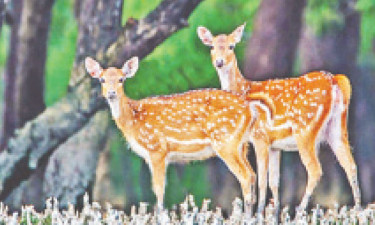 শিকারিদের দেদার হরিণ নিধন হোম ডেলিভারি যাচ্ছে মাংস