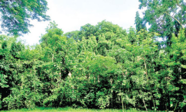 সিলেটের মাটিতে মিয়াওয়াকি বন