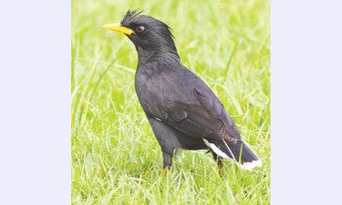 তিনজন নতুন শালিক
